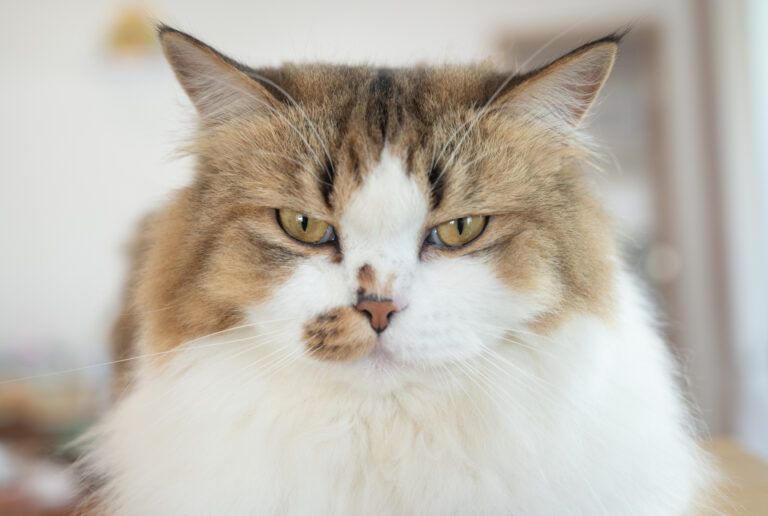 persian-cat-appears-angry.jpg