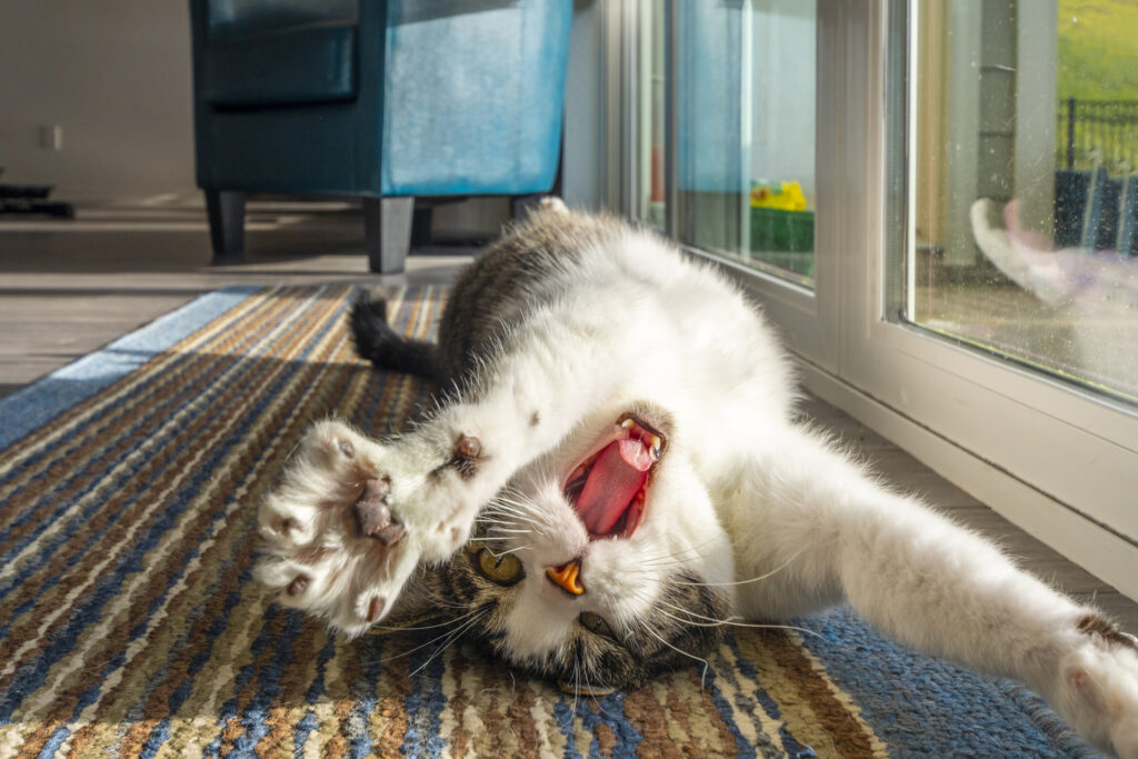 cat-stretches-window.jpg