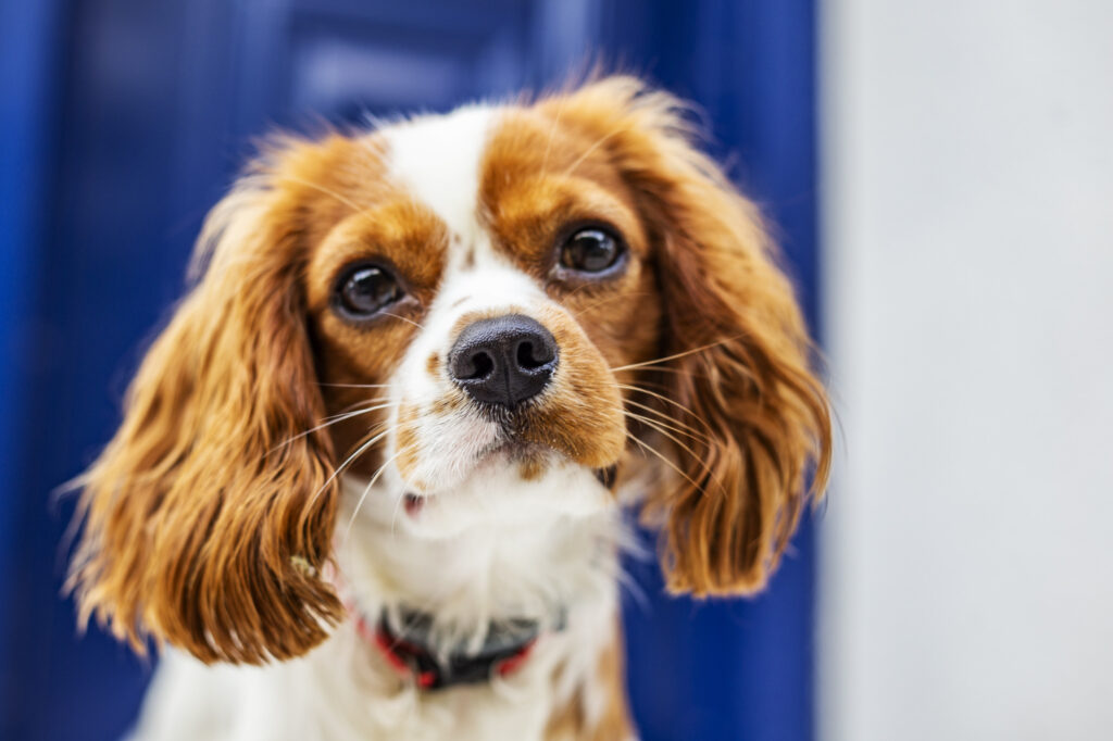 cavalier-king-charles-spaniel-stares-camera.jpg